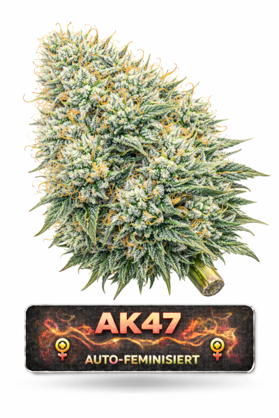 AK47 | 3 Cannabis Samen